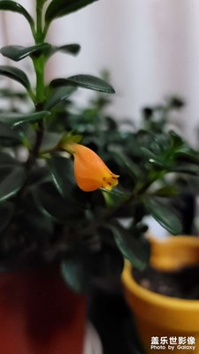 這是金魚花？