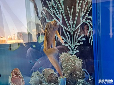 [Galaxy A51] 魚(yú)