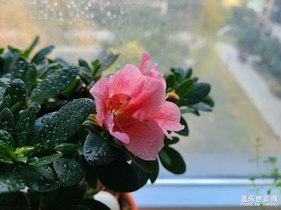 2021·1·1～花開正當(dāng)時(shí)