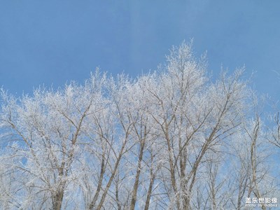 【冬日】+樹(shù)掛