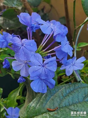 藍(lán)雪花夏天也能開(kāi)出最美的花，耐高溫