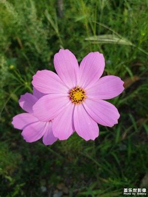 【隨拍的樂(lè)趣】+掃帚梅花