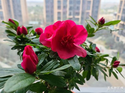 春之將至，花開迎春…??