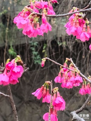 櫻花