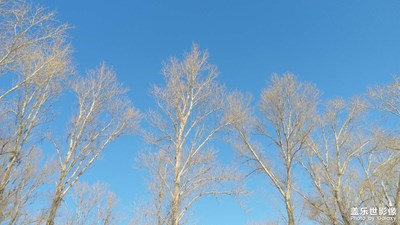 【遇見(jiàn)美好】+白楊