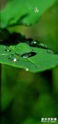 三星手機(jī)拍的微距