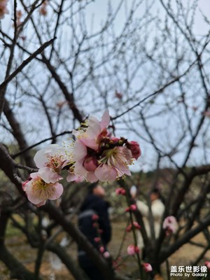 香山賞梅