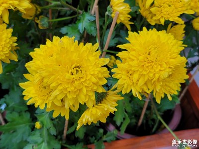 今天天氣不錯很好。新年好大家