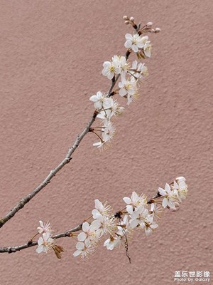 偷來梨芯三分白
借的梅花一縷魂