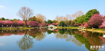 【疏影橫斜，暗香浮動(dòng)】橘洲梅園大賞