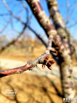 隨手拍·春暖花欲開(kāi)