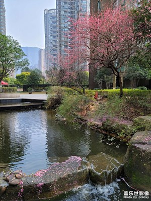 【大國小家】+小區(qū)春色