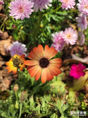 note20奧創(chuàng)，植物園里亂拍一通