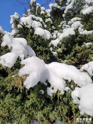 牛年第二場雪