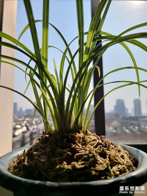 蘭花