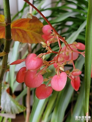 s21u照相功能確實不錯