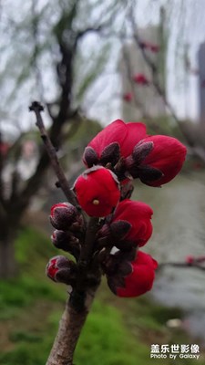 補上三幾張  報春