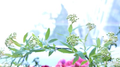 花兒開(kāi)