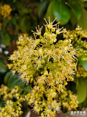 花開的季節(jié)