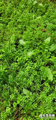 春意盎然：生活一角