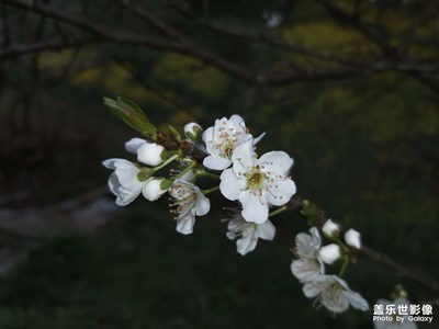 聽說大家都在拍花??