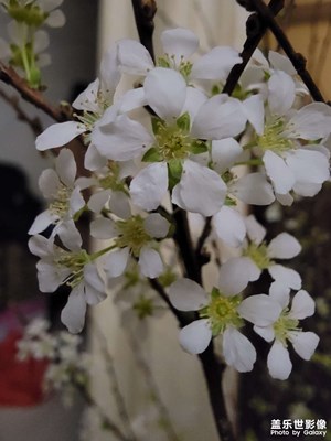 把星鉆交出來