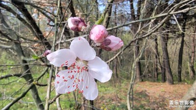 【周末拍點啥】+花開的季節(jié)