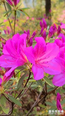 大余丫山景區(qū)