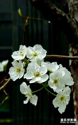 梨花又開放