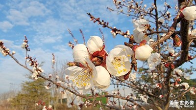 春暖花開