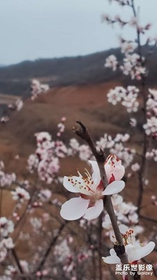 山里的桃花朵朵開