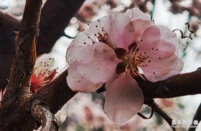 桃花