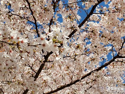 【最美瞬間】櫻花盛開??