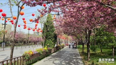 曲江春曉