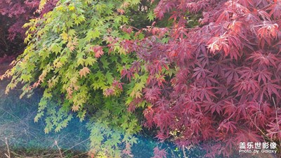 百變天氣+早晨和黃昏探索隆昌紅楓林