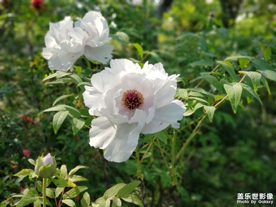 春日暖人，出門觀花