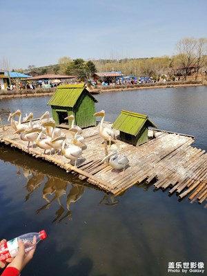 【新春星色彩】+水鳥