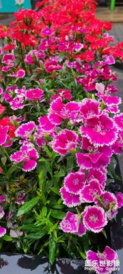 花開(kāi)富貴