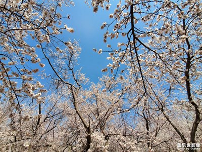 春暖花開香四溢