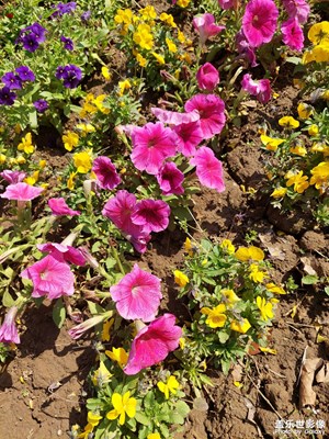 a52像素不錯(cuò)