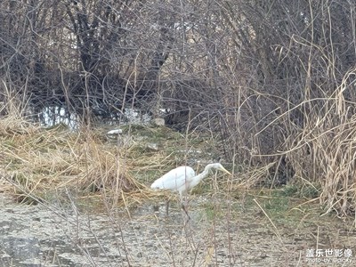 高原春天的腳步
