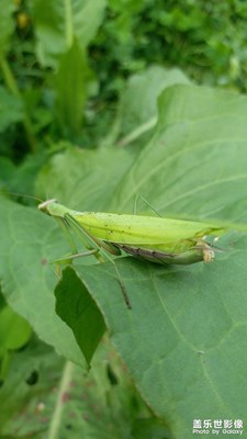 【角度與視覺(jué)】+綠螳螂