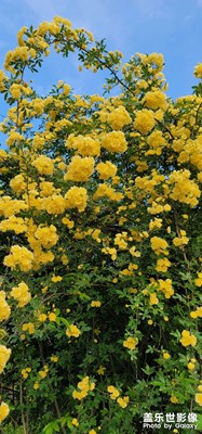 花團(tuán)錦簇
