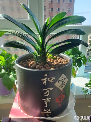 家里蘭花隨拍