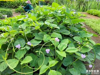 早上行動(dòng)二