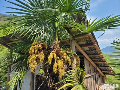 老家隨處可見的風(fēng)景