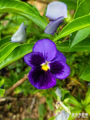 【新春星色彩】羊臺山綠道