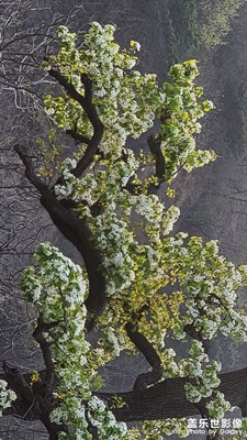 又見梨花開