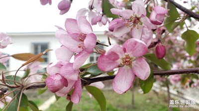 【光影記】+海棠朵朵開(kāi)