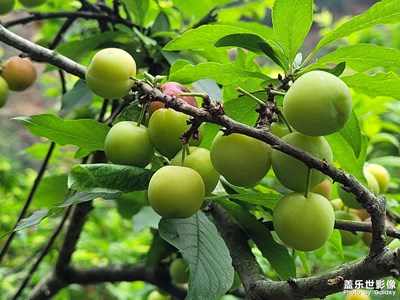盛夏的果實